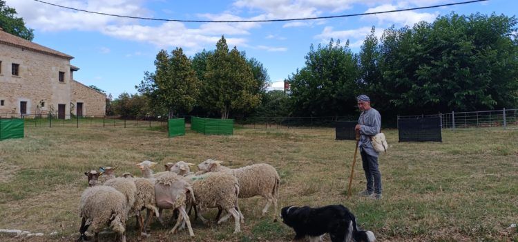 La multitudinària Fira de Sant Pere d’Albocàsser posa en valor la producció artesana i el sector “primer”