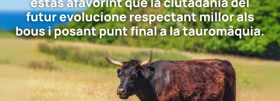 Comunicat d’entitats de Vinaròs contra la novillada amb picadors de dissabte