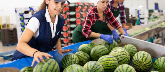 Plena temporada de sandía para la cooperativa Benihort