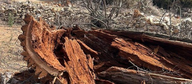 L’Ajuntament de Càlig revisa la salut dels arbres del municipi