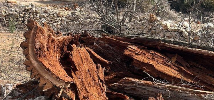 L’Ajuntament de Càlig revisa la salut dels arbres del municipi