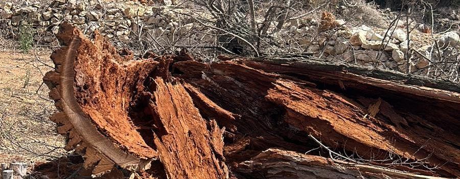 L’Ajuntament de Càlig revisa la salut dels arbres del municipi