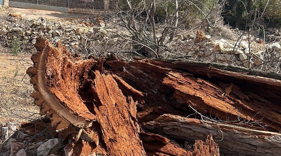 L’Ajuntament de Càlig revisa la salut dels arbres del municipi