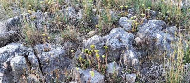 Vora l’Ebre: El crespinell i Gaudí