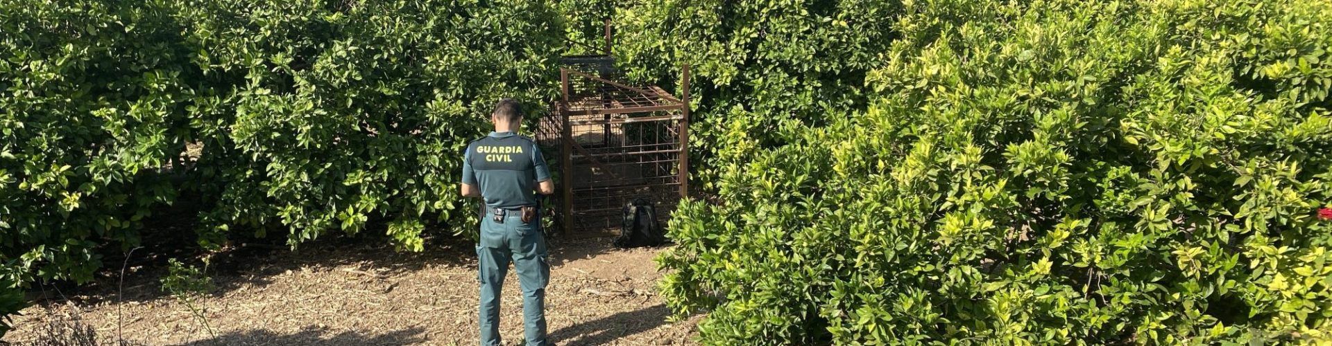 La Guardia Civil investiga a un cazador furtivo, por el hallazgo de una jaula- trampa con un jabalí vivo en su interior