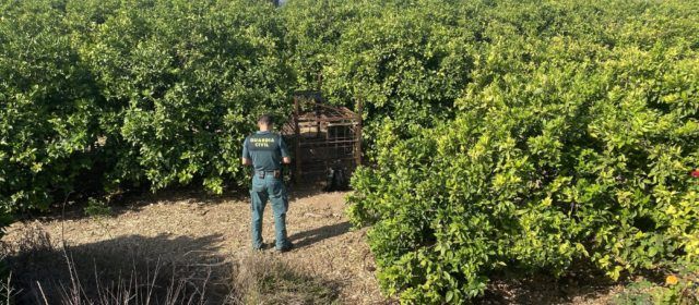 La Guardia Civil investiga a un cazador furtivo, por el hallazgo de una jaula- trampa con un jabalí vivo en su interior