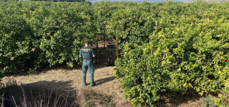 La Guardia Civil investiga a un cazador furtivo, por el hallazgo de una jaula- trampa con un jabalí vivo en su interior