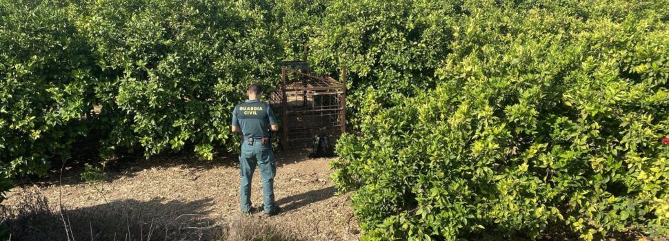 La Guardia Civil investiga a un cazador furtivo, por el hallazgo de una jaula- trampa con un jabalí vivo en su interior