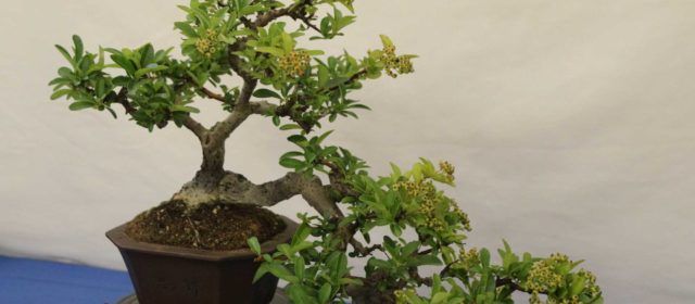 El Colegio Marqués de Benicarló acoge la XXXIV Exposición Bonsái