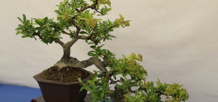 El Colegio Marqués de Benicarló acoge la XXXIV Exposición Bonsái