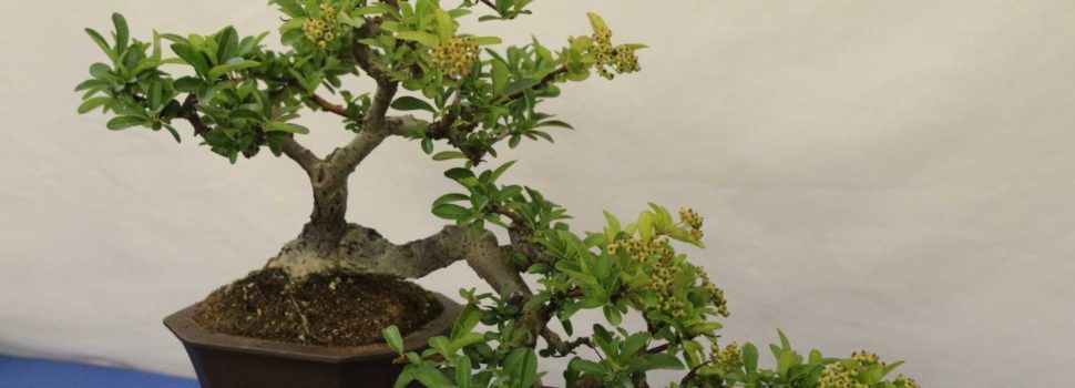 El Colegio Marqués de Benicarló acoge la XXXIV Exposición Bonsái