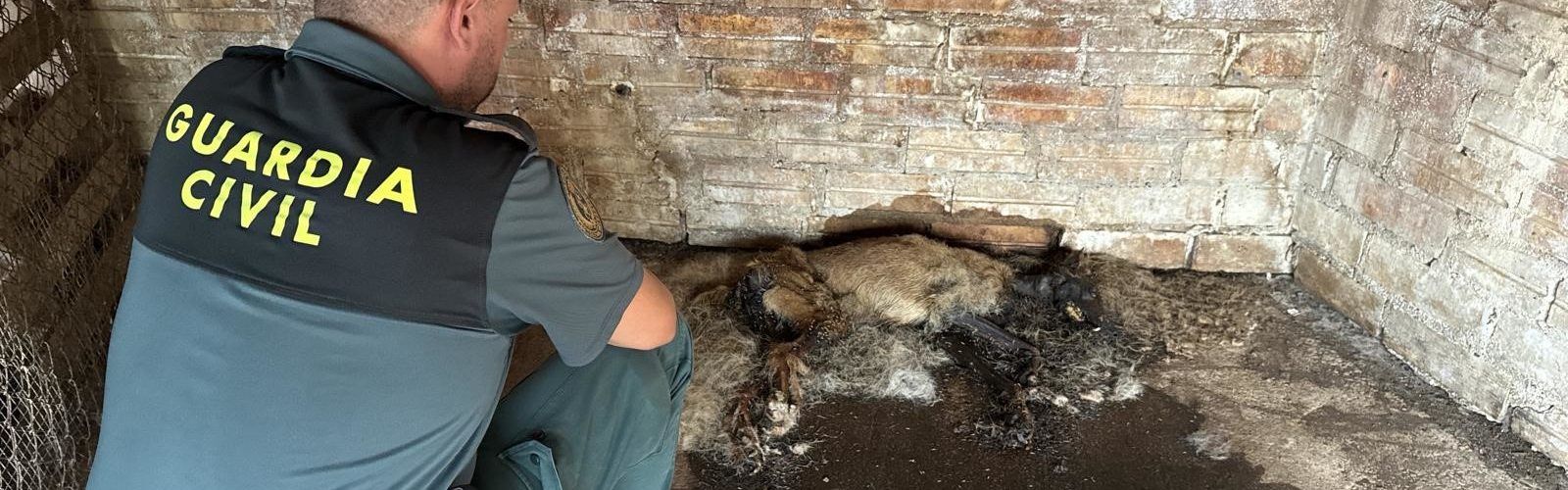 El SEPRONA de la Guardia Civil recuperó a varios perros abandonados en una finca agrícola de Mas de Barberans
