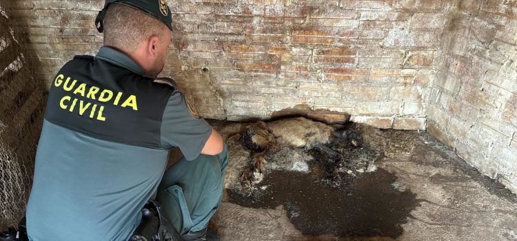 El SEPRONA de la Guardia Civil recuperó a varios perros abandonados en una finca agrícola de Mas de Barberans