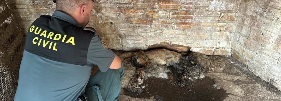 El SEPRONA de la Guardia Civil recuperó a varios perros abandonados en una finca agrícola de Mas de Barberans
