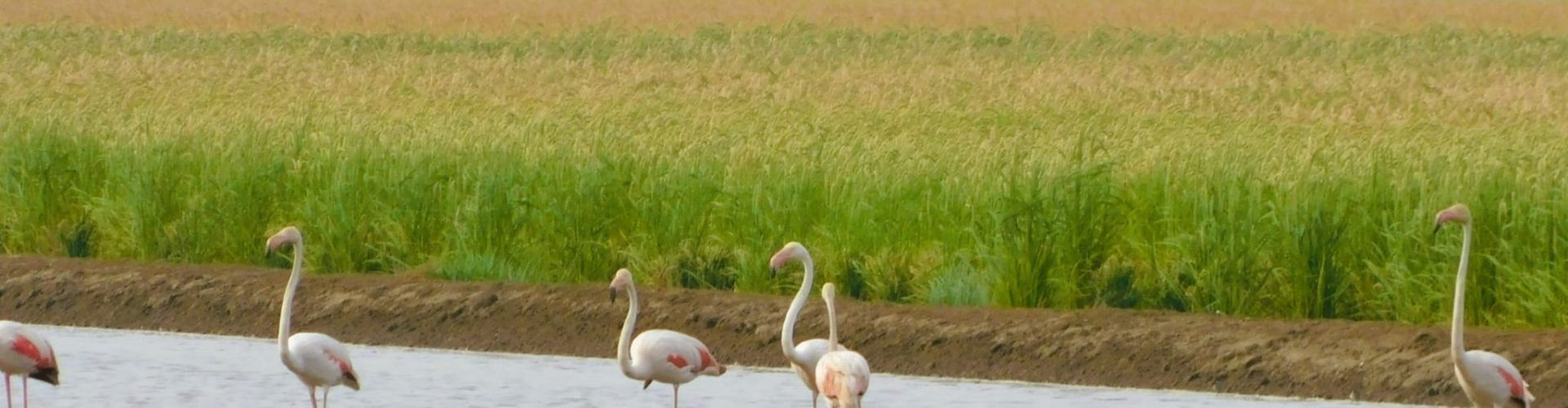 Fauna deltaica, per Joan Ferré