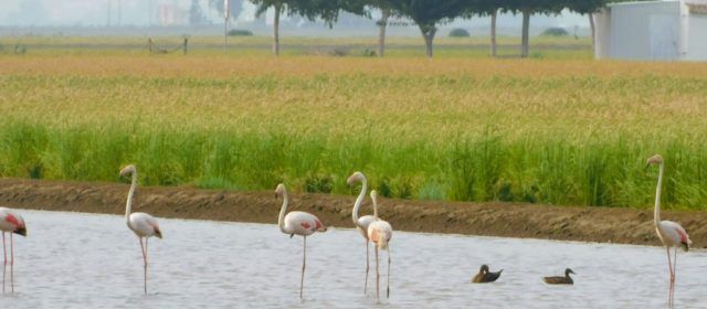 Fauna deltaica, per Joan Ferré