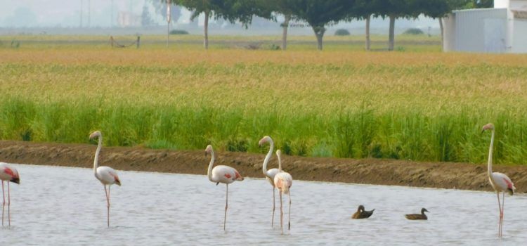 Fauna deltaica, per Joan Ferré