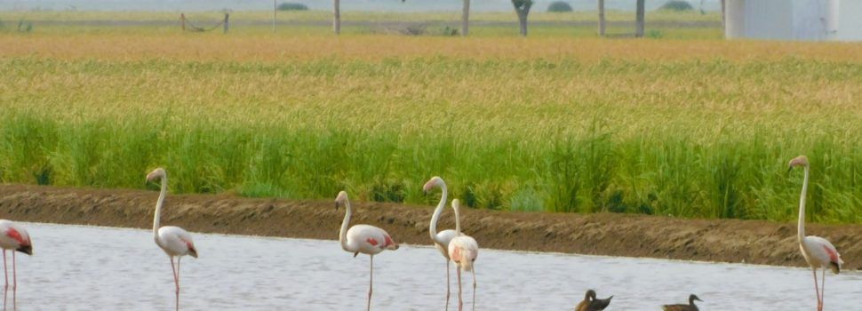 Fauna deltaica, per Joan Ferré