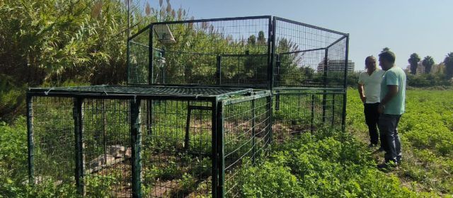 L’Ajuntament de Peníscola instal·la la primera de dues gàbies per al control de la fauna cinegètica