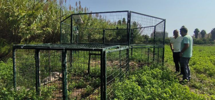 L’Ajuntament de Peníscola instal·la la primera de dues gàbies per al control de la fauna cinegètica