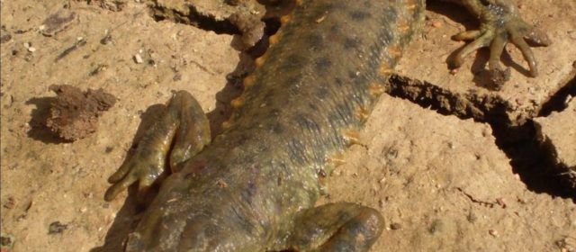 Finalitza el projecte de conservació i restauració de l’hàbitat de l’ofegabous a Ulldecona