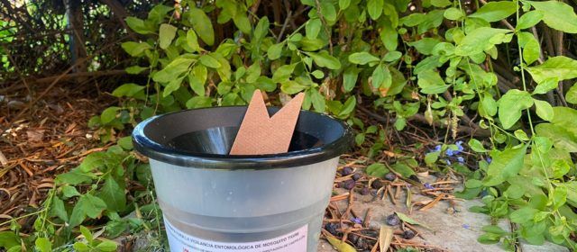 La Diputació de Castelló intensifica el control de plagues de mosquit tigre i realitza inspeccions entomològiques