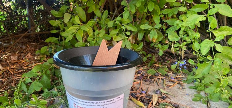 La Diputació de Castelló intensifica el control de plagues de mosquit tigre i realitza inspeccions entomològiques
