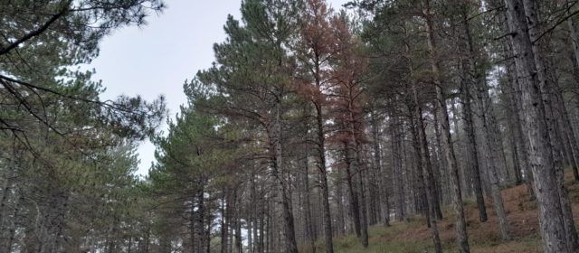 L’Ajuntament de Morella tala pins morts a l’Alameda a causa d’una plaga