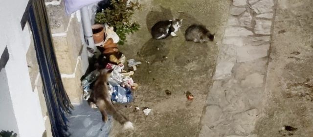 La proliferació de raboses causa problemes a Vallibona