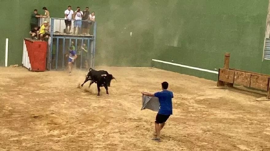 Los “bous al carrer” generan polémica en La Mata