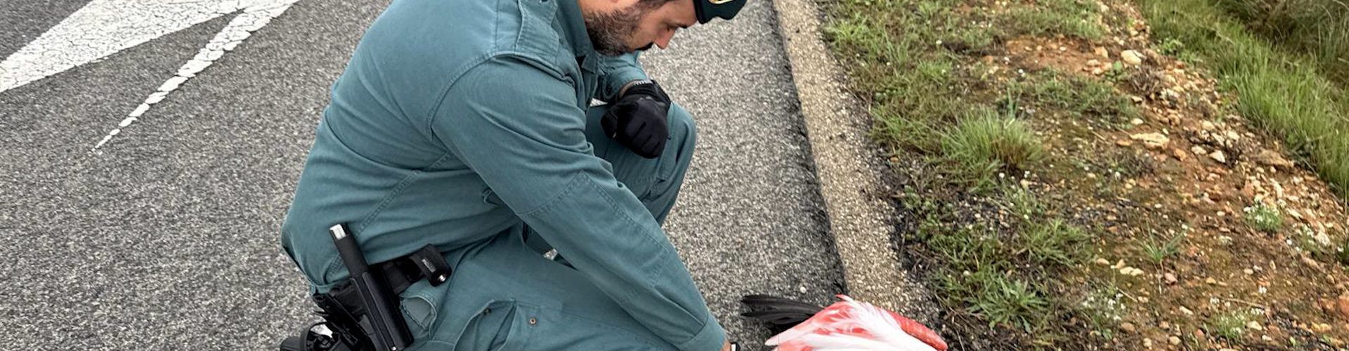 La Guardia Civil rescata a un flamenco malherido y desorientado en la autovía AP-7, en el Montsià