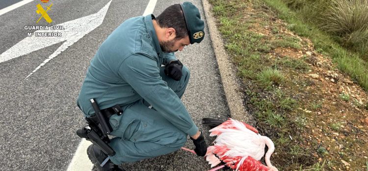 La Guardia Civil rescata a un flamenco malherido y desorientado en la autovía AP-7, en el Montsià