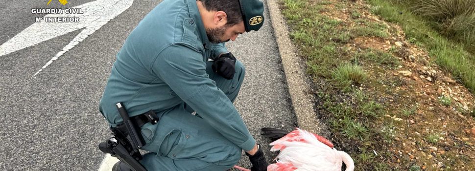La Guardia Civil rescata a un flamenco malherido y desorientado en la autovía AP-7, en el Montsià