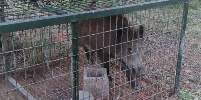 Les gàbies-parany instal·lades per l’Ajuntament d’Alcalà-Alcossebre capturen 128 senglars en els últims cinc mesos