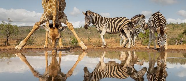 Joan Gil Raga guanya el Premi Nacional de Fotografia “Mejor Fotógrafo de Naturaleza 2024”