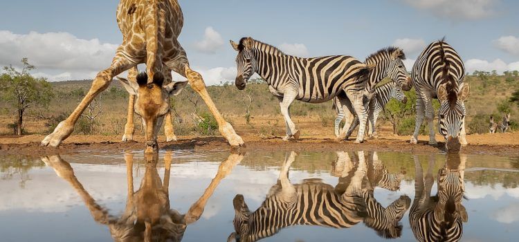 Joan Gil Raga guanya el Premi Nacional de Fotografia “Mejor Fotógrafo de Naturaleza 2024”