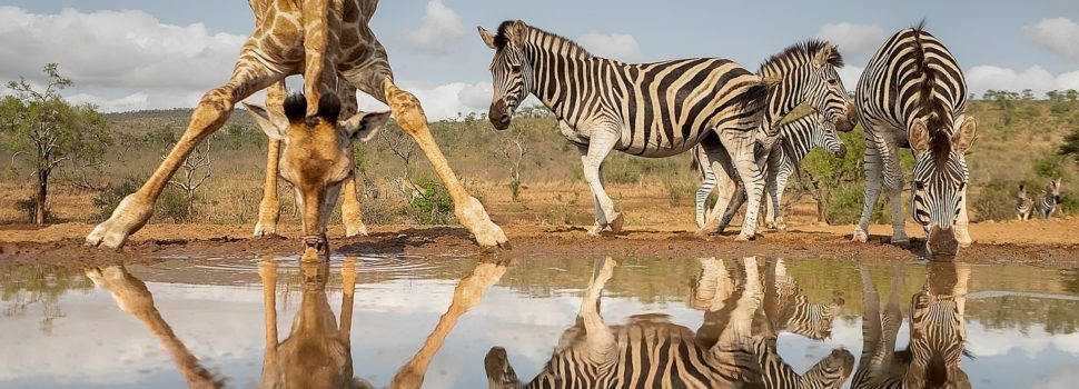 Joan Gil Raga guanya el Premi Nacional de Fotografia “Mejor Fotógrafo de Naturaleza 2024”