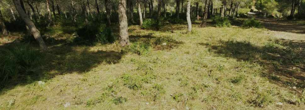 L’Ajuntament executa les accions recollides en el Pla Local de Prevenció dels Incendis Forestals
