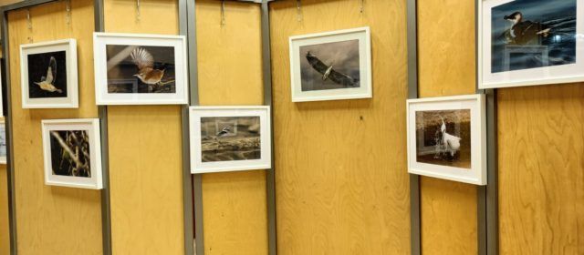 Vora l’Ebre: Aus i aigua, exposició de Toni Fullera