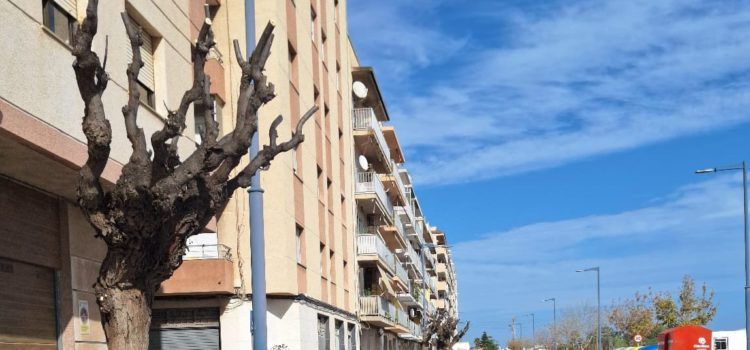 Obres i Serveis poda els arbres de l’avinguda de Leopold Querol