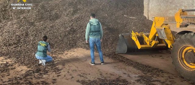 Cuatro detenidos en Vinaròs por introducir de manera ilícita más de 50.000 kilos de algarroba en el mercado