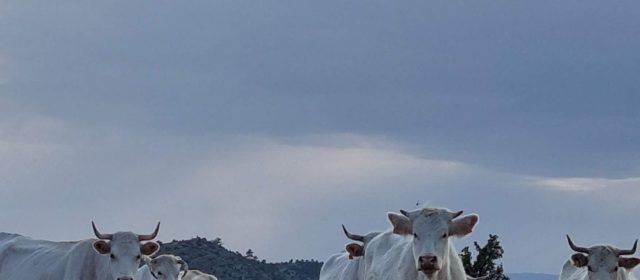 El PSPV acusa el PP ‘d’ofegar’ el sector ramader dels Ports després de deixar sense servei de veterinària una vintena de municipis