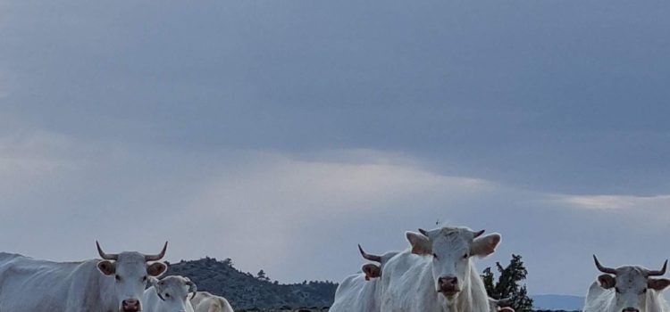 El PSPV acusa el PP ‘d’ofegar’ el sector ramader dels Ports després de deixar sense servei de veterinària una vintena de municipis