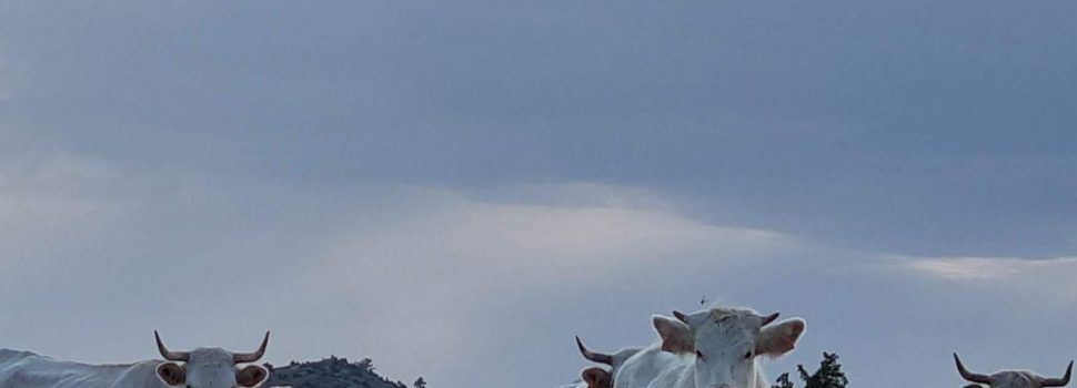 El PSPV acusa el PP ‘d’ofegar’ el sector ramader dels Ports després de deixar sense servei de veterinària una vintena de municipis