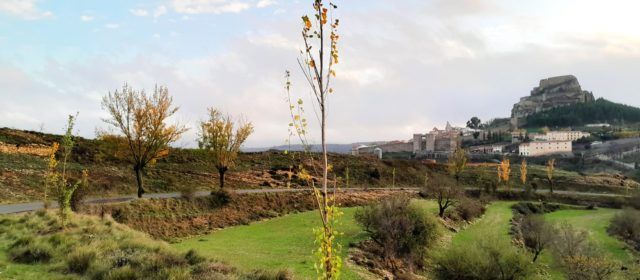 L’Ajuntament de Morella continua amb el pla de recuperació d’espais verds amb la plantació d’arbres a Santa LLúcia