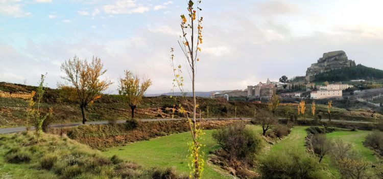 L’Ajuntament de Morella continua amb el pla de recuperació d’espais verds amb la plantació d’arbres a Santa LLúcia