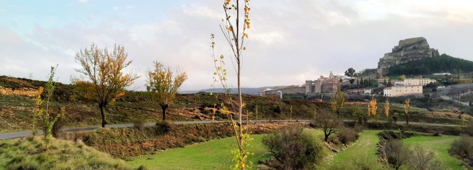 L’Ajuntament de Morella continua amb el pla de recuperació d’espais verds amb la plantació d’arbres a Santa LLúcia