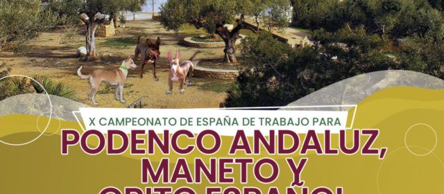 45 participantes disputarán el X Campeonato de España de Podenco Andaluz, Maneto y Orito Español