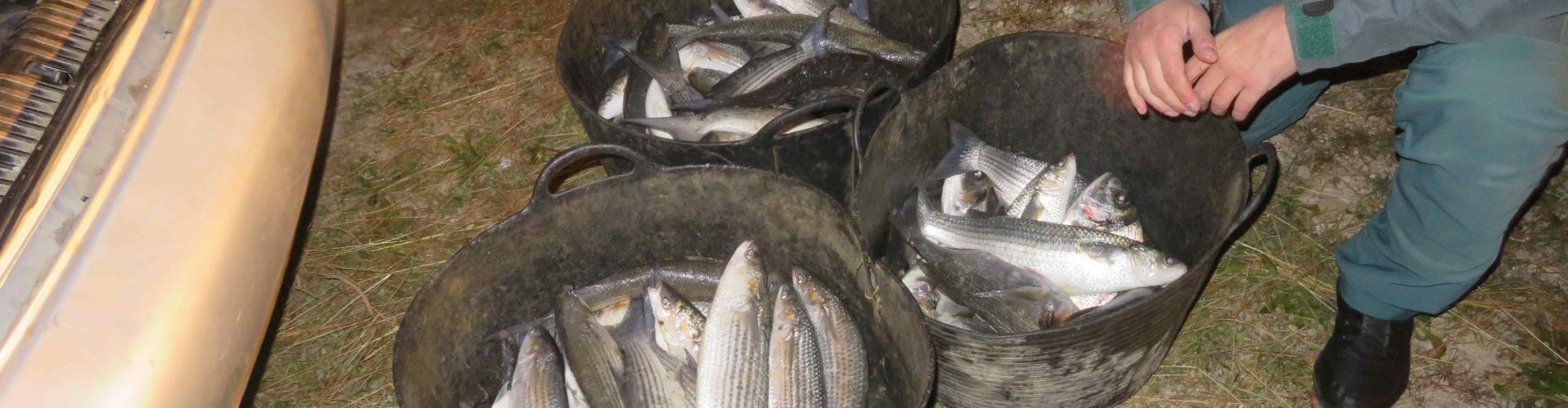 La Guardia Civil interviene 88 kilogramos de pescado y marisco sin documentación en operativos realizados en el Delta del Ebro