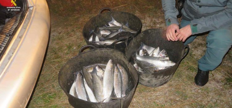 La Guardia Civil interviene 88 kilogramos de pescado y marisco sin documentación en operativos realizados en el Delta del Ebro